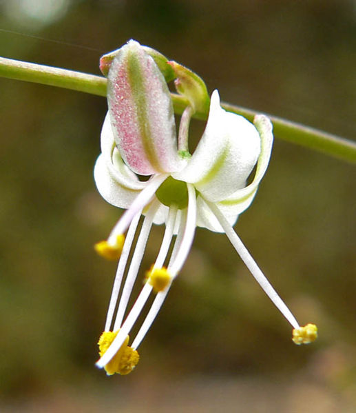 Soap plant